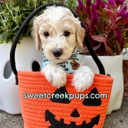 Clover - Fawn and white male Sheepadoodle puppy in Cambridge, Ohio from Sweet Creek Pups
