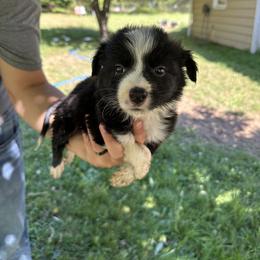 Border Collie Puppies from Athena’s Collies