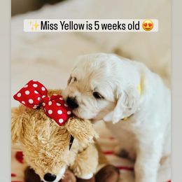 Miss Yellow - Light golden female Golden Retriever puppy in Pocatello, Idaho from Dusk View Golden Retrievers