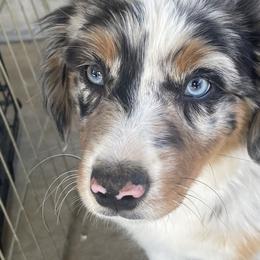 Miniature Australian Shepherds from SOCAL AUSSIES