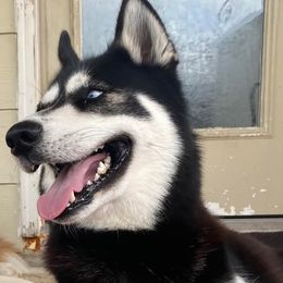 Buddy - Siberian Husky