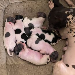 American Hairless Terrier puppies from Elements AHT