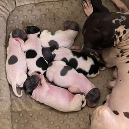 American Hairless Terrier puppies from Elements AHT