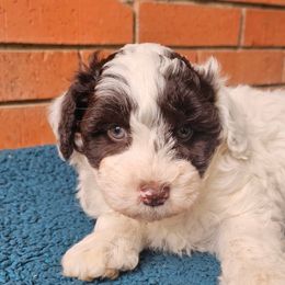 Phil - Brown Schnoodle puppy in Arkansas from Central AR Schnoodles