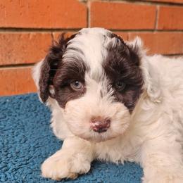 Phil - Brown Schnoodle puppy in Arkansas from Central AR Schnoodles