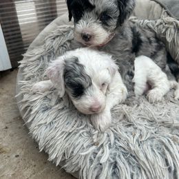 Cockapoo, Sheepadoodle, and Whoodle Puppies from Saddle Mountain Doodles