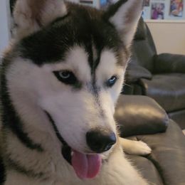 Gunner - Siberian Husky