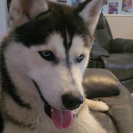 Gunner - Siberian Husky