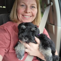 Miniature Schnauzer Puppies from Dees Schnauzers