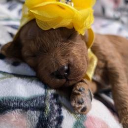 Angela - Red female Cavapoo puppy in Truckee, California from Heavenly Goldendoodles