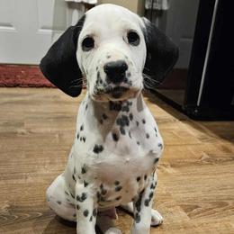 Boy 1 - male Dalmatian puppy in Livonia, Missouri from Buttonridge Dalmatians