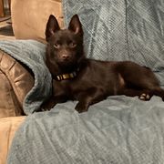 Coco - Schipperke