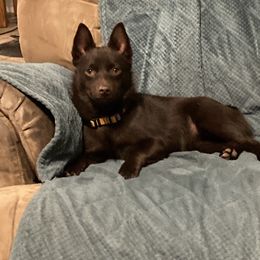 Coco - Schipperke