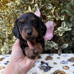 Classic black and tan longhair female - Black and tan female Dachshund puppy in California from Sweetheart Labradors & Mini Dachshunds