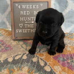 Boy 1 - Black Labrador Retriever puppy in Indiana from Little Yellow Creek Farms
