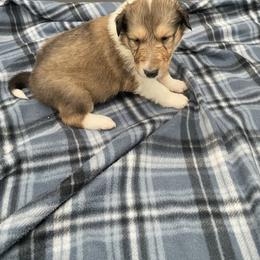 Turtle Dove - Sable and white female Collie puppy in Bamberg, South Carolina from Shakhor Ohr Collies and Pomeranians