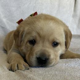 Lexie - Yellow female Labrador Retriever puppy in Alcester, South Dakota from Theresa Rhodes