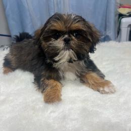 Evan - Sable and white male Shih Tzu puppy in Tenino, Washington from Fantasy Realm Shih Tzus