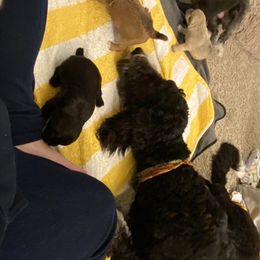 Schnoodle Puppies from Noodle Tings Puppies