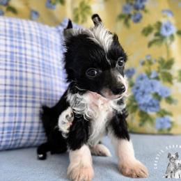 Fenton - Black and white male Chinese Crested puppy in Ocala, Florida from Crestie Charm Cottage