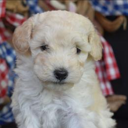 Louie (AKC) - White male Poodle puppy in Rainbow City, Alabama from Misioh Poodles