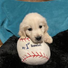 Peanut - Light golden male Golden Retriever puppy in Ennis, Texas from Amberidge Golden Retrievers