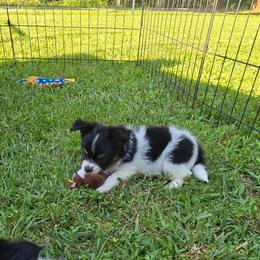 LAKEN - White black and tan female Papillon puppy in Hollister, Missouri from Swan Creek Kennel