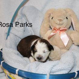 Rosa Parks - Sable female Border Collie puppy in Crawfordsville, Indiana from Rescued Dreams Border Collies