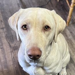 Labrador Retrievers from Aloha Lab Pups of SW Colorado