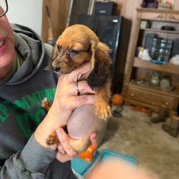 Beulah - Red female Dachshund puppy in Florence County, South Carolina from Modern Family Standards