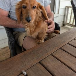 Ruby - Dachshund