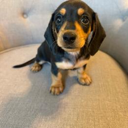 Dora - Black and cream female Dachshund puppy in Fort Gibson, Oklahoma from Cooper’s Dachshunds