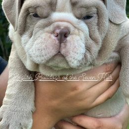 Bulldog Puppies from English Bulldogs of the Seven Hills