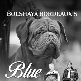 Blue - Dogue de Bordeaux