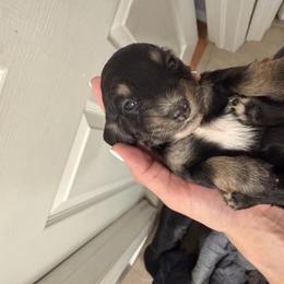 Pebbles - Black and tan female Dachshund puppy in Miami, Florida from Teenie Bikini Weenies
