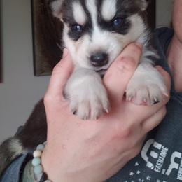 Pomsky Puppies from Bluebonnet Pomskies