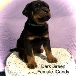 Rottweiler Puppies from Vom Arnold-Hause Rottweilers