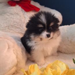 Bailey - Tri-colored male Pomeranian puppy in Tampa, St Petersburg, Florida from Diana's Pomeranians