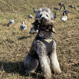 Poodles from Bible Belt Ranch