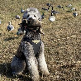 Poodles from Bible Belt Ranch
