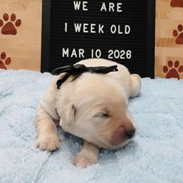 Black collar boy - Light golden male Golden Retriever puppy in Rochester, Washington from Grand Mound Goldens