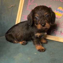 Ed - Wild boar female Dachshund puppy in Livingston, Kentucky from Illyria Dox & GSD