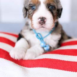 Aussiedoodle, Bernedoodle, Goldendoodle, and Poodle Puppies from Teddy Doodles & Standard Poodles