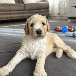 Goldendoodle Puppies from Hilltop Goldendoodles