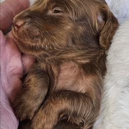 Chocolate Girl - Chocolate and tan female Dachshund puppy in Woodland, Washington from SJs Dachshunds