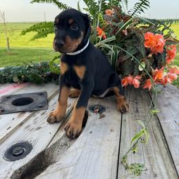 Kona - Black and rust female Doberman Pinscher puppy in Aplington, Iowa from Royal Dynasty Dobermann Kennel