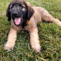 Goldendoodle Puppies from Cane Creek Goldendoodles
