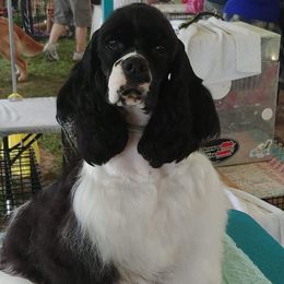 Rita - Cocker Spaniel