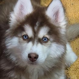 Abe - Red and white male Siberian Husky puppy in East Tawas, Michigan from BurnsBerg's Woolies