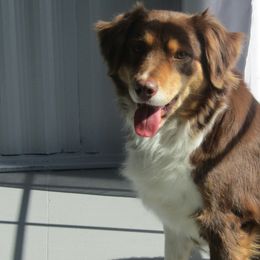 Miniature Australian Shepherds from puppy